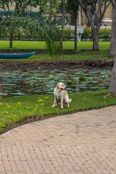 Foto vertical do cão labrador retriever fazendo cocô no jardim — Fotografia de Stock