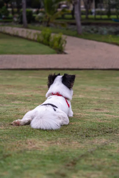 Krásný japonský španěl pes na sobě límec sedí v parku — Stock fotografie