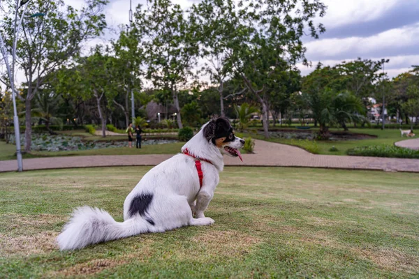 Japans spaniël hond zittend op gras gazon bij mooi park — Stockfoto