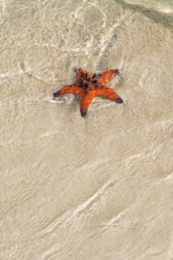 Güzel beyaz sahilde turuncu denizyıldızı