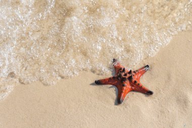 Beyaz kum arka planında turuncu deniz yıldızı