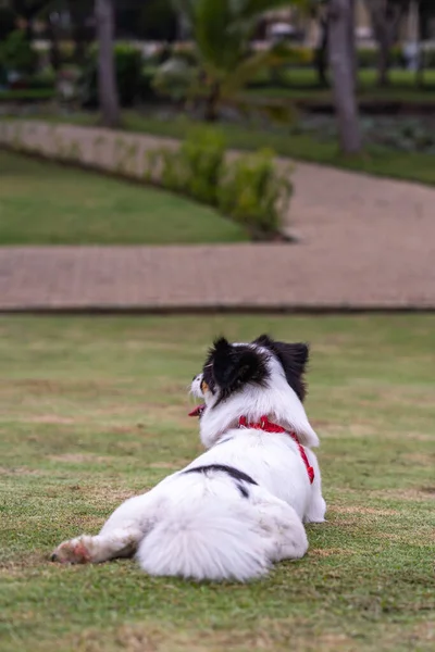 Vertikální fotografie krásného japonského psa sedícího na trávě — Stock fotografie