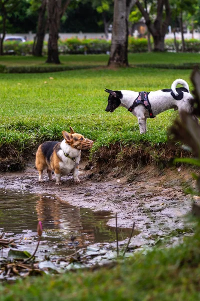 Welsh Corgi hond met muilkorf masker spelen met andere hond — Stockfoto