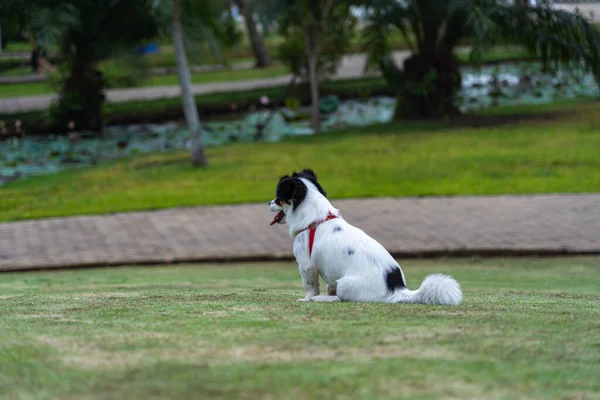 Visão traseira do cão queixo japonês sentado no gramado — Fotografia de Stock