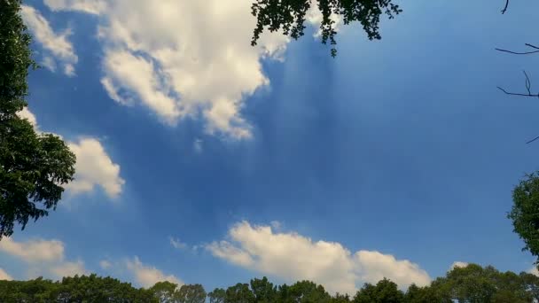 Біла хмара плаває на блакитному небі з фоном зеленого дерева — стокове відео