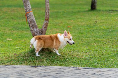Tombul Pembroke Galli Corgi parktaki ağaç kütüğüne işiyor.