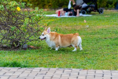 Parkta oynayan sevimli Galli Corgi köpeği.