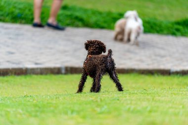 Yeşil çimlerin üzerinde koyu kahverengi kürklü küçük kaniş köpeği.