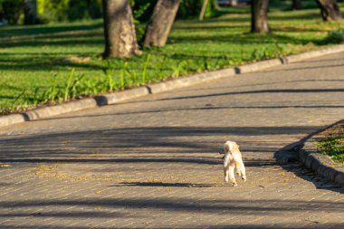 Küçük mutlu kaniş köpeği parkta koşuyor.