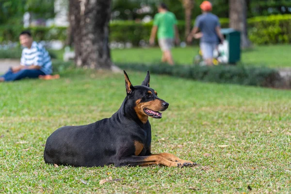 Doberman Pinscher cão desfrutar de seu verão na grama gramado — Fotografia de Stock