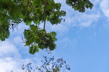 Mavi arkaplanda yeşil yapraklar ve dallar 