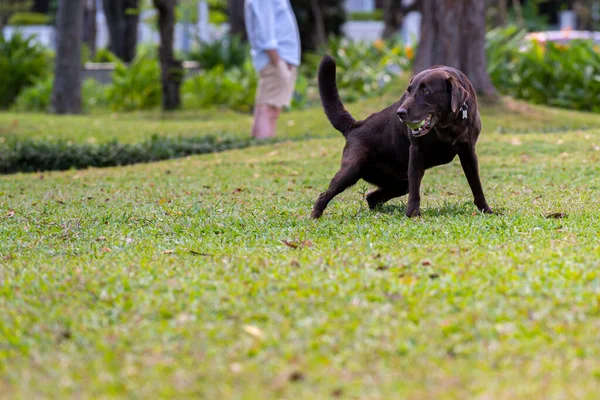 Černý labrador retrívr pes hraje s míčem na ústech — Stock fotografie