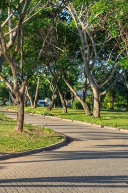 Yaz parkındaki yol boyunca doğal ağaçlar ve çimenler.