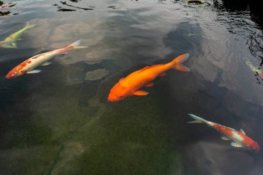 Suda çok az turuncu ve beyaz Koi balığı yüzer.