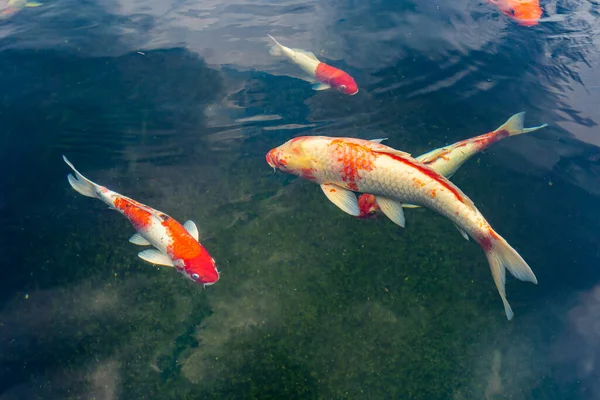 Ikan ikan mas Koi berwarna berenang di kolam — Stok Foto