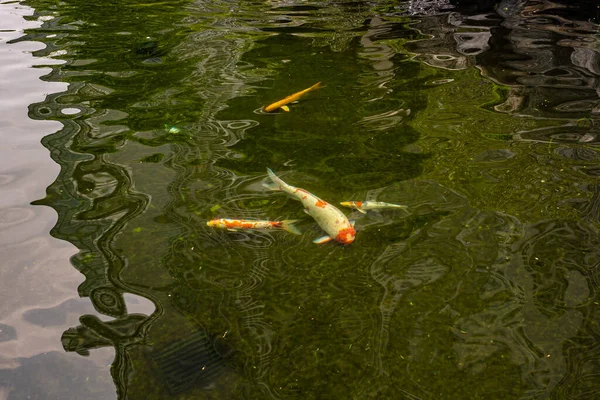 Niedliche japanische Koi-Fische schwimmen im Teich — Stockfoto