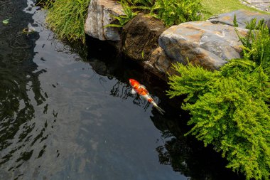 Japon Sanke Koi balığı gölette yüzüyor. 