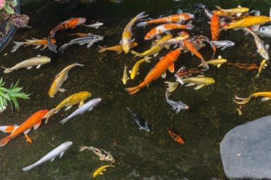 Japon Koi Balığı gölde