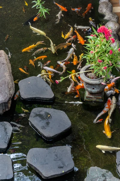 Japanischer Koi-Karpfen in einem schönen Garten — Stockfoto