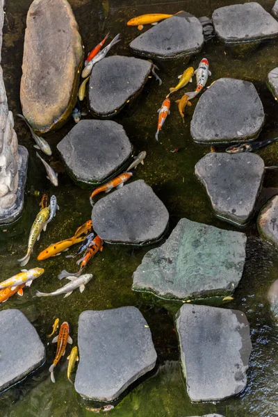 Bunte Koi-Fische schwimmen unter den Felsen — Stockfoto