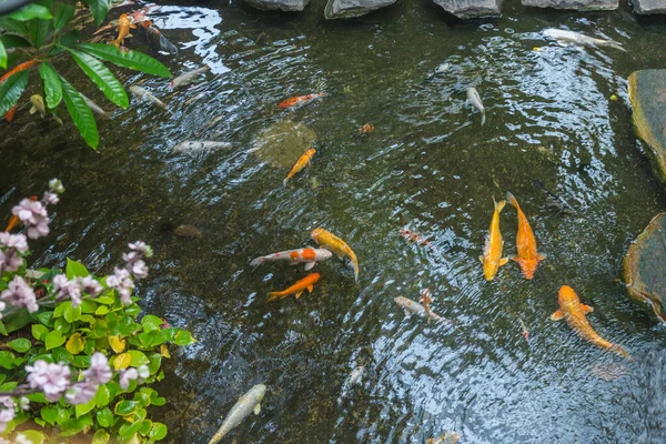 Вид сверху на разноцветных рыб кои, плавающих в пруду — стоковое фото