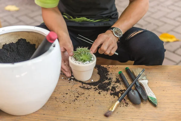 Trädgårdsmästare dekorera mini saftiga växter med vitt grus — Stockfoto