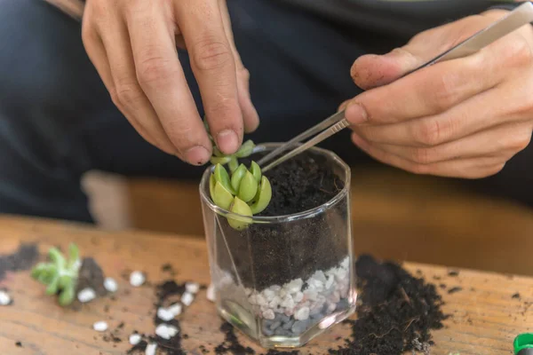 Ogrodnik umieścił mini Succulent Plant na szkle — Zdjęcie stockowe