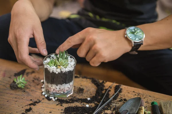 Trädgårdsmästare gör mini saft och kaktus i glas terrarium — Stockfoto