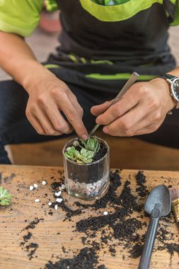 Bahçıvan bardağa mini sulu bitki koydu.