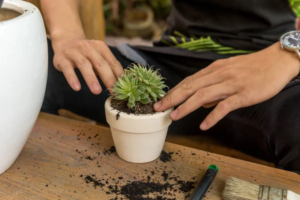 Jardinero haciendo planta suculenta en cerámica —  Fotos de Stock