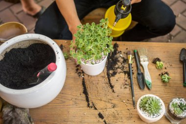 Genç bahçıvan sulama tenekesiyle yeşil bitkileri suluyor.