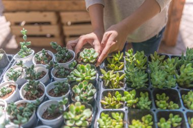 Kadın el ele tutuşan sulu bitki