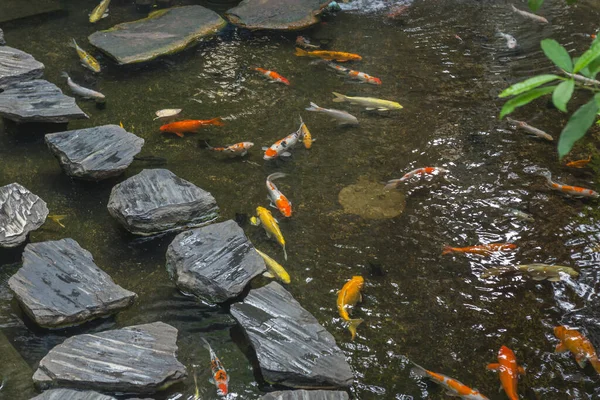 Japanische Koi-Karpfen schwimmen — Stockfoto