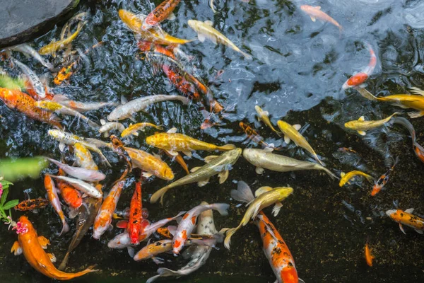 Nahaufnahme vieler bunter Koi-Karpfen beim Schwimmen — Stockfoto