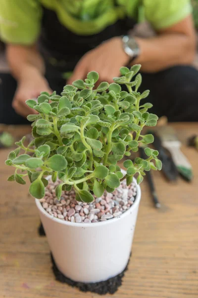 Groene plant in de witte pot — Stockfoto