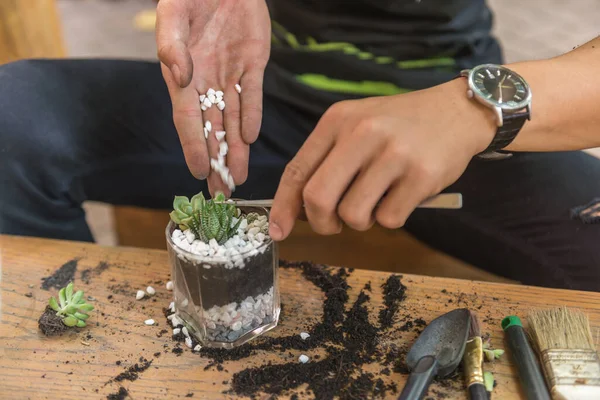 Tuinier versieren de mini sappige planten en cactus — Stockfoto