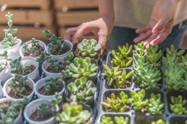 Bahçıvan bahçede sulu bitki tutuyor.