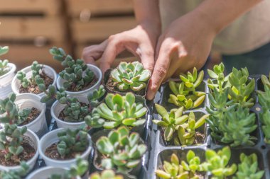 Küçük sulu saksıyı tutan kadın.