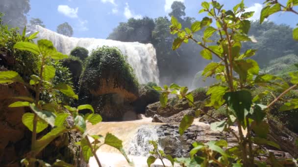 Hermoso paisaje natural con plantas silvestres verdes y cascadas pintorescas. — Vídeos de Stock