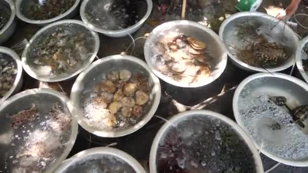 Różne rodzaje świeżych połowów żywych owoców morza wewnątrz basenów na otwartym rynku. — Wideo stockowe