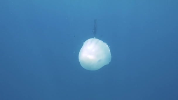 在水下俯瞰着在蓝色海洋中游泳的巨大的白色水母. — 图库视频影像