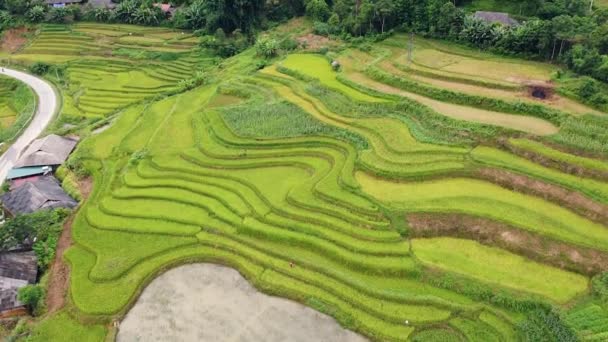 Vista drone de terraços panorâmicos de arroz verde e amarelo no interior da Ásia. — Vídeo de Stock