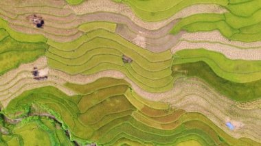 İHA 'nın açı açısı Asya' daki sarı pirinç teraslarını gösteriyor..