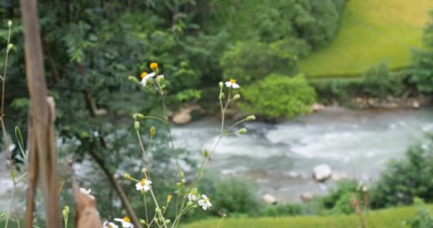 İlkbaharda kır çiçekleri ve akan nehirlerle güzel doğa manzarası. — Stok video
