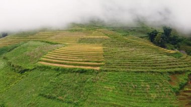 Sisli bir günde tepelerdeki pirinç tarlalarının havadan görünüşü..