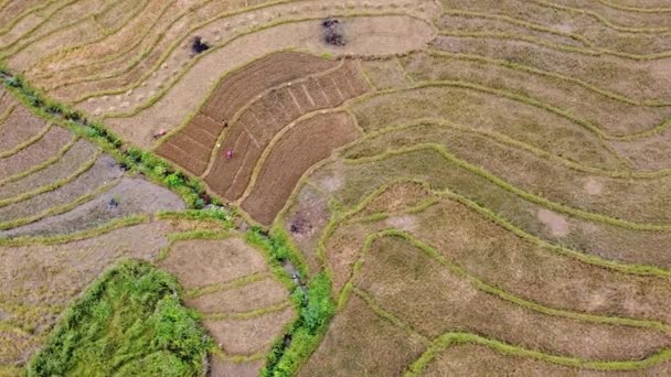 Pohled na rýžové pole po sklizni se zemědělci obdělávajícími půdu — Stock video