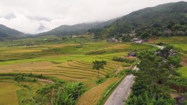 Luftaufnahme von gelben und grünen Reisterrassen in der Landschaft Asiens. — Stockvideo