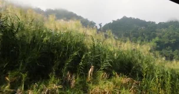 Pohled na divoké trávy, svěží zelený les a útes s mlhou za slunečného dne. — Stock video