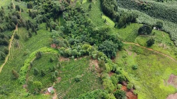 Vuelo aéreo sobre una tierra agrícola en el campo con mucha plantación. — Vídeo de stock