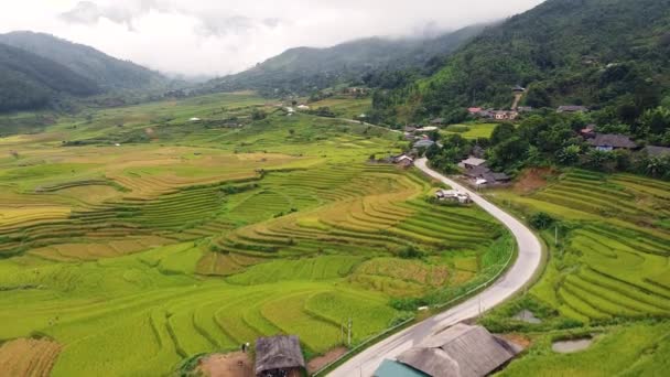 Kırsal kesimdeki sarı yeşil pirinç teraslarının muhteşem hava manzarası.. — Stok video